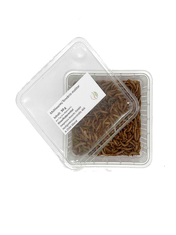 Mehlwürmer lebend 50g Heimchenbox