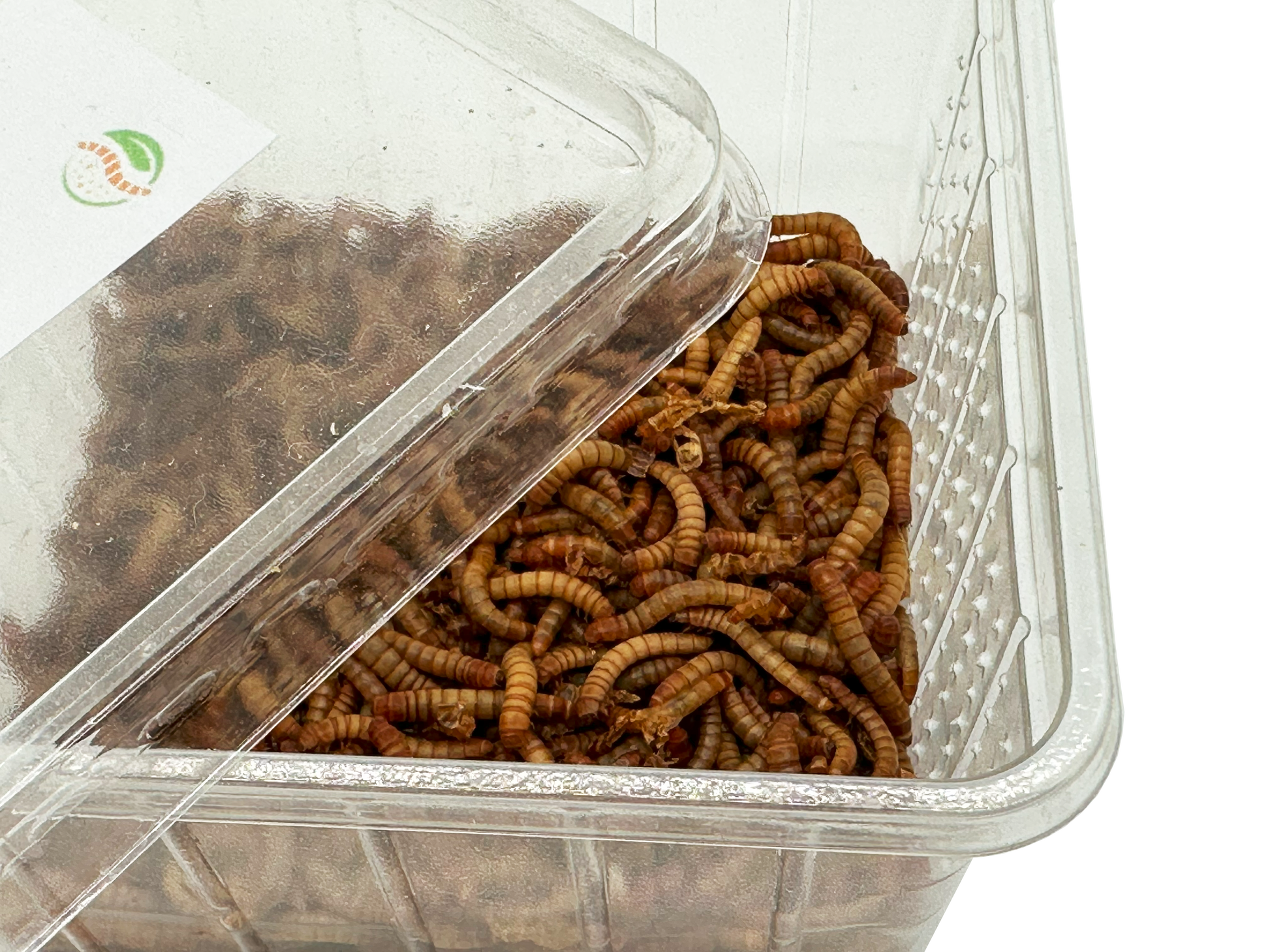 Mehlwürmer lebend offen