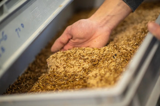 Lebende Mehlwürmer lagern – So bleiben Ihre Futterinsekten lange frisch