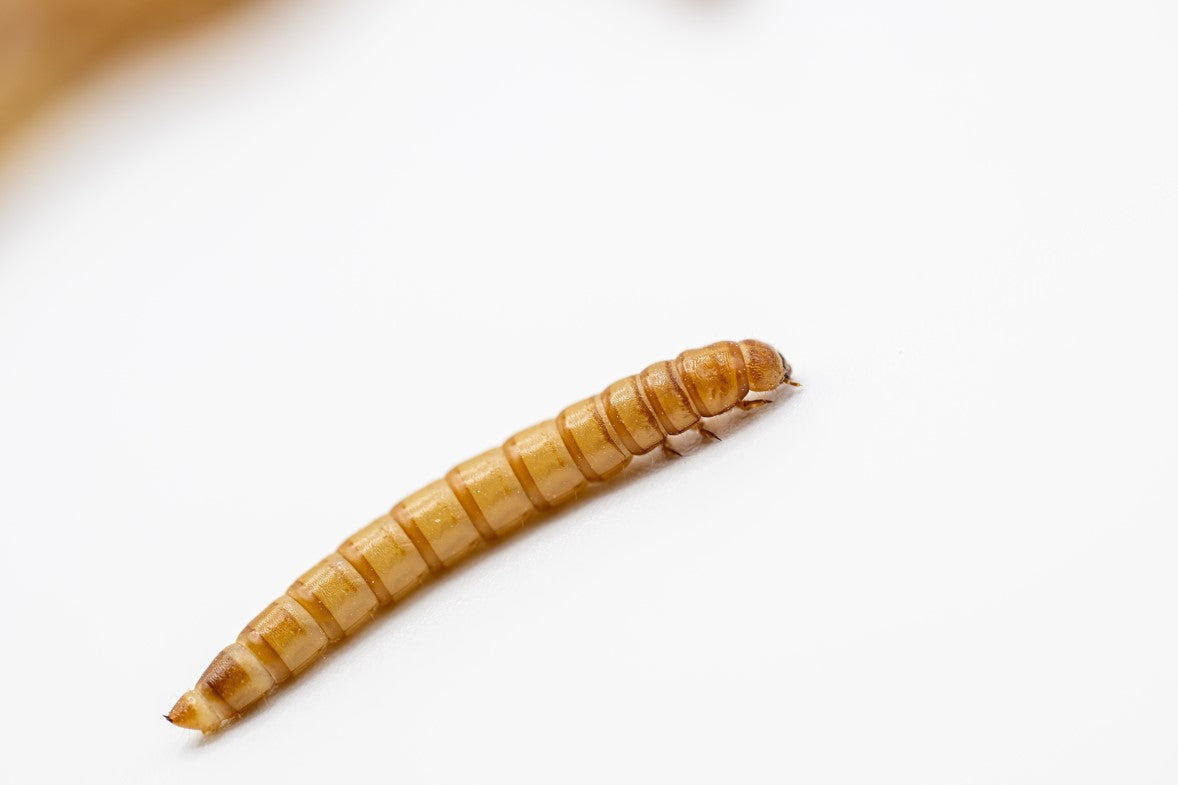 Lebende Mehlwürmer für Hühner & Wildvögel – Proteinreiches Futter